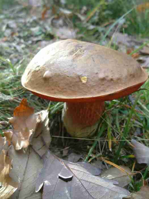  Image name: 274 Porcino.jpg 
 width: 525 pixel 
 height: 700 pixel 
 Size: 21368 bytes 
 Click to enlarge 